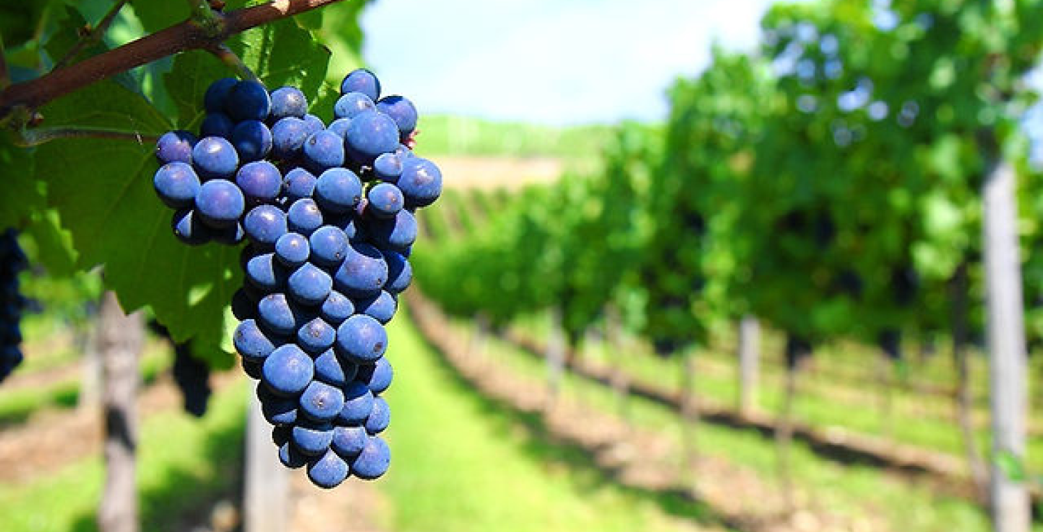 "Tannat ou Cabernet Sauvignon?"