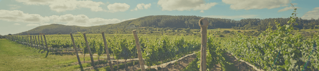 vina-eden-uruguai-2
